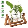 Desktop Glass Hydroponic Planter Bulb Terrarium with Wooden Stand