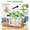 Desktop Glass Hydroponic Planter Bulb Terrarium with Wooden Stand
