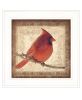 "Male Cardinal" Wall Art Print, 15" x 15", White Frame