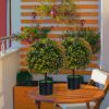 Artificial Boxwood Topiary Ball Tree with Orange Fruit, 6" x 6" x 5", Set of 2