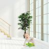 Artificial Ficus Silk Tree, 4 Ft. Tall