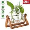 Desktop Glass Hydroponic Planter Bulb Terrarium with Wooden Stand